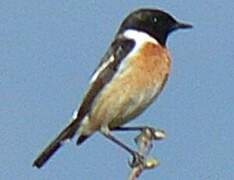 European Stonechat