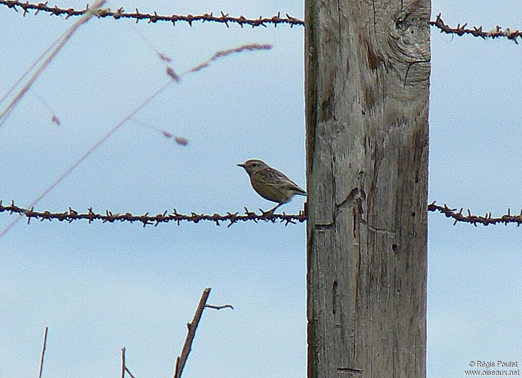 European Stonechat female adult breeding