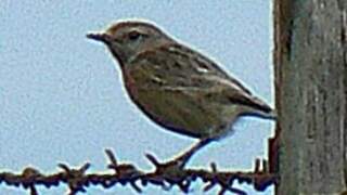 European Stonechat