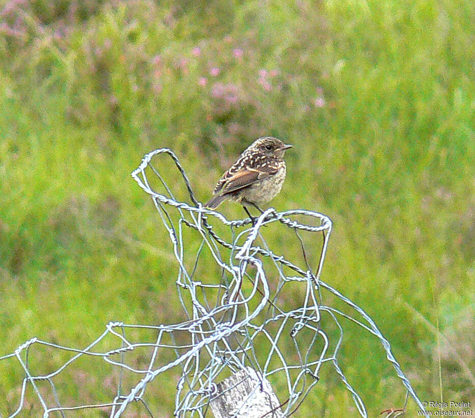 European Stonechatjuvenile