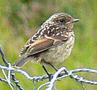 European Stonechat