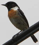 European Stonechat