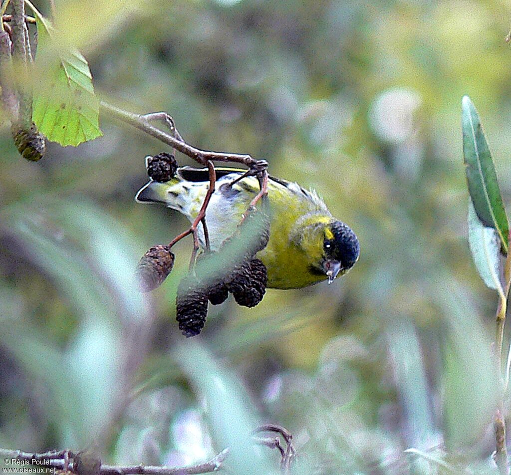 Eurasian Siskin male adult