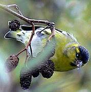 Eurasian Siskin