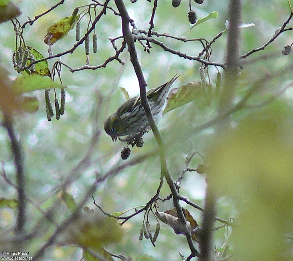 Eurasian Siskin female adult