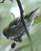 Eurasian Siskin