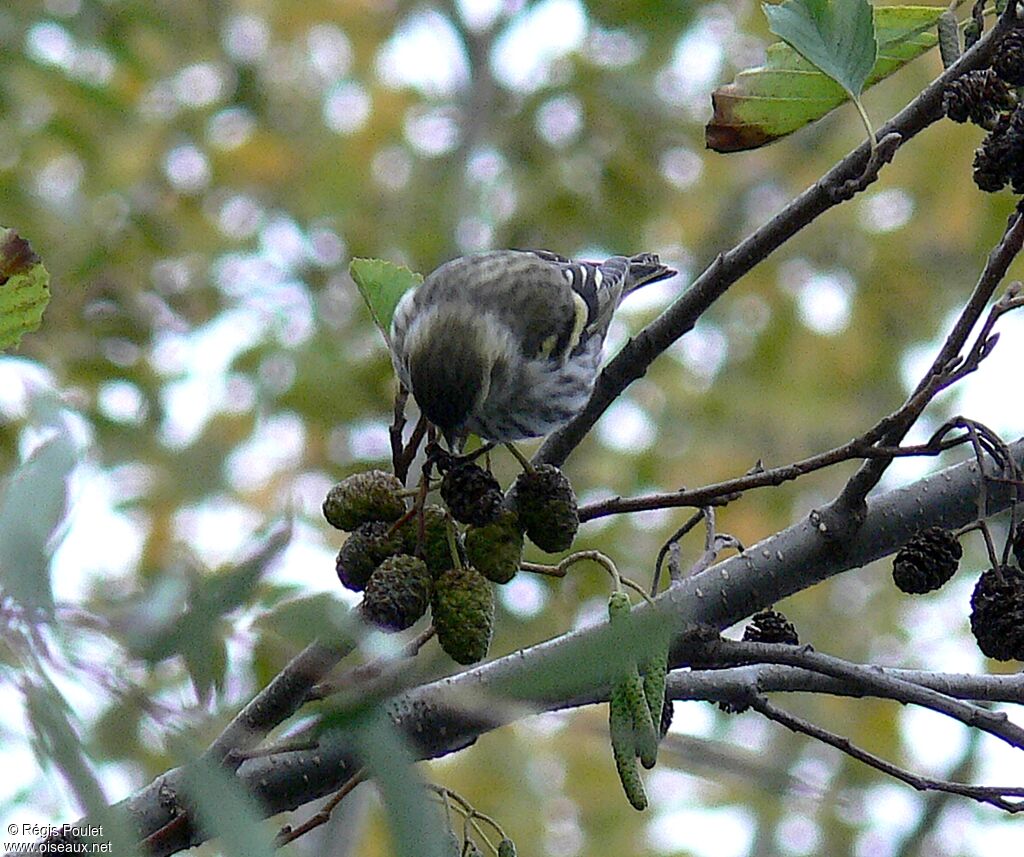 Eurasian Siskin female adult