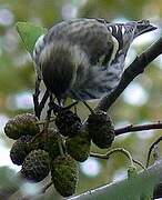 Eurasian Siskin