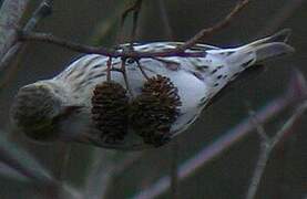 Eurasian Siskin