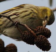 Eurasian Siskin