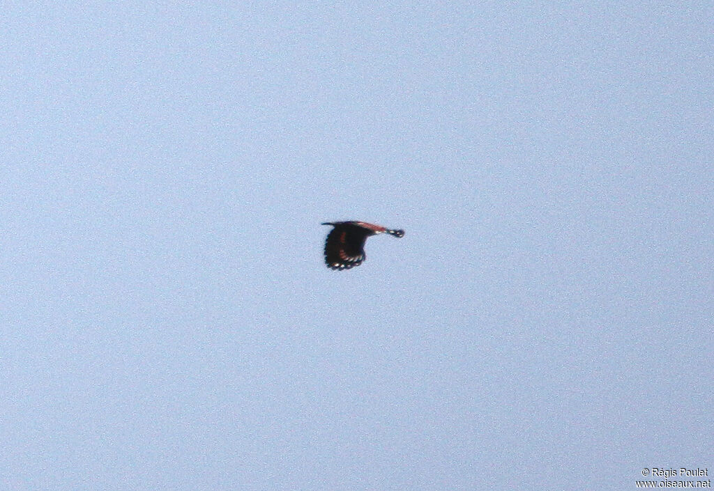 Wallcreeper, Flight