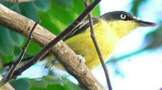 Common Tody-Flycatcher