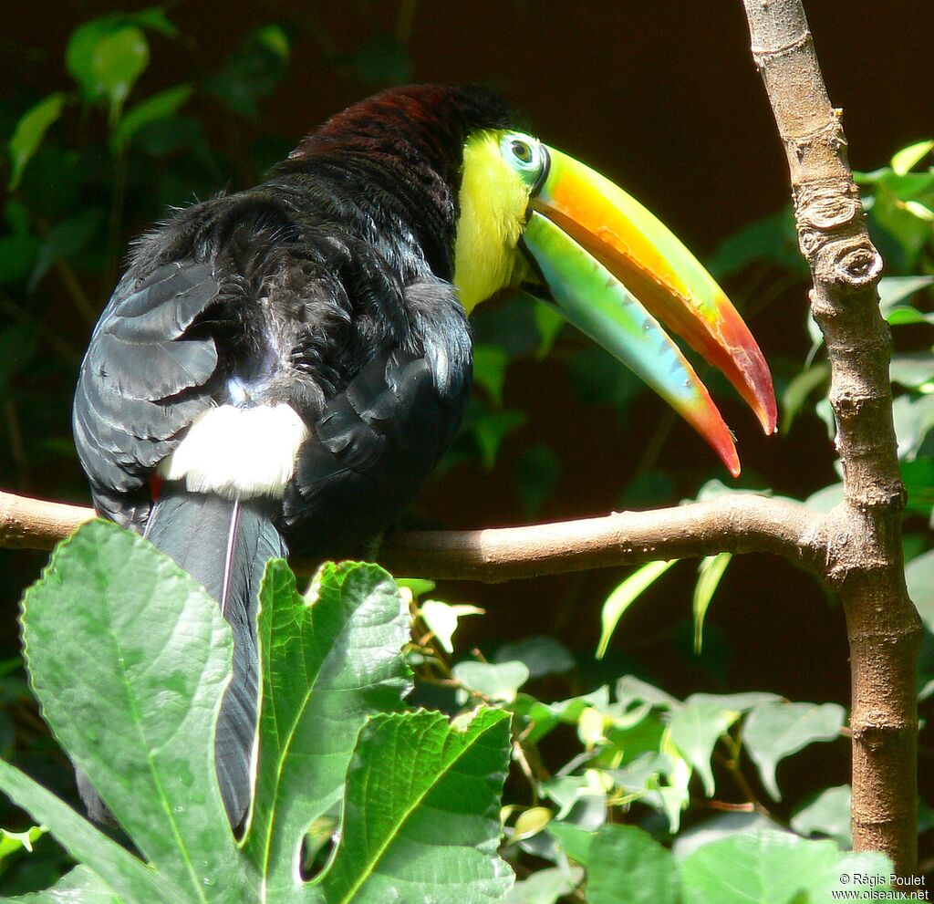 Keel-billed Toucanadult