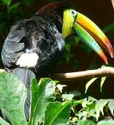 Toucan à carène