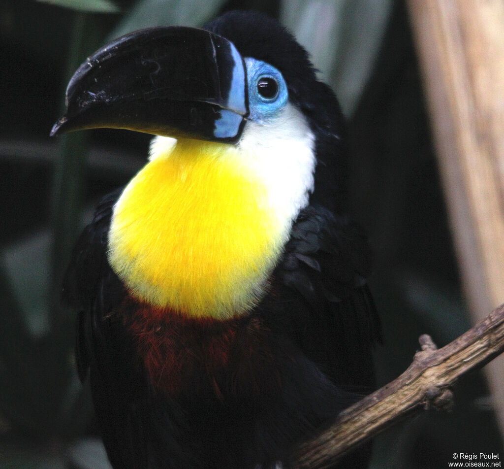 Toucan vitellin, identification