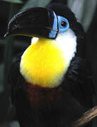 Channel-billed Toucan