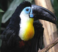 Channel-billed Toucan