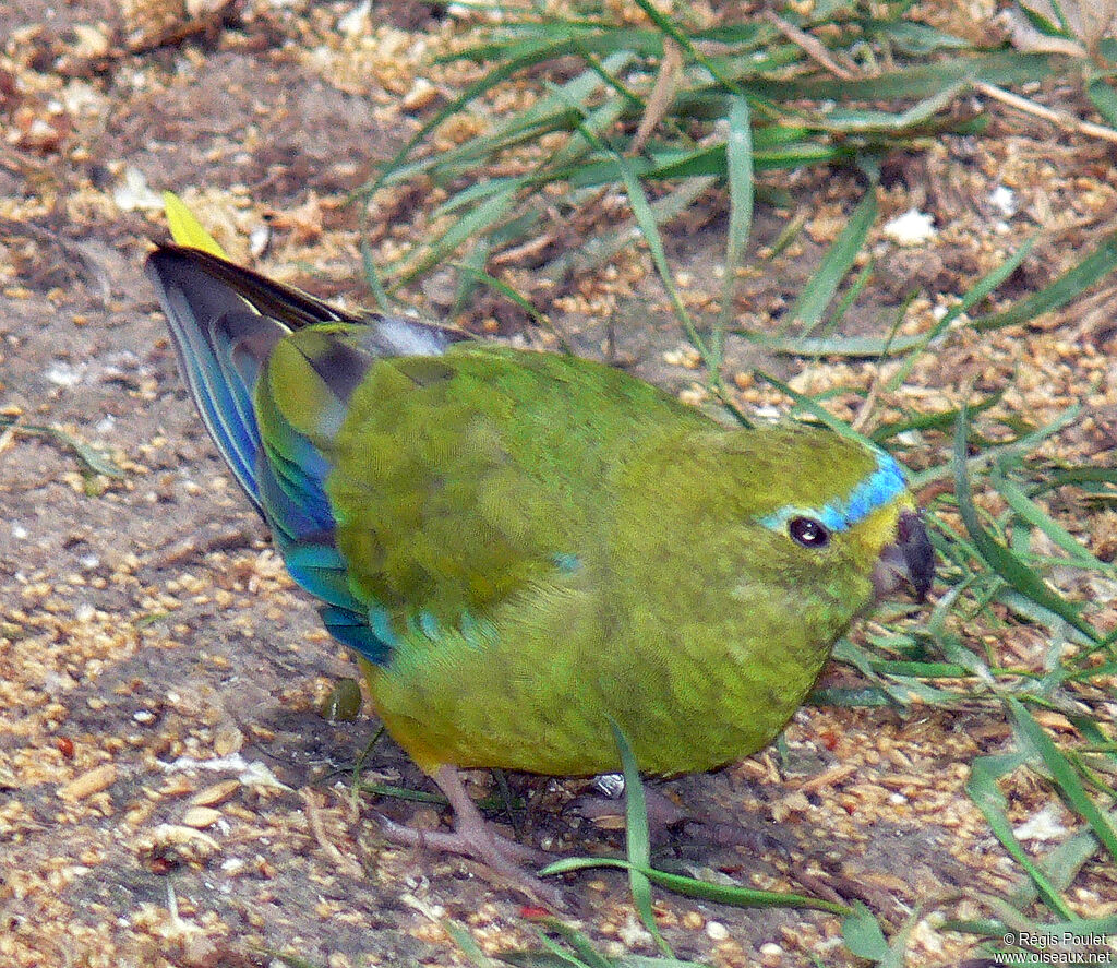 Pacific Parrotlet male adult