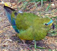 Pacific Parrotlet