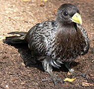 Western Plantain-eater