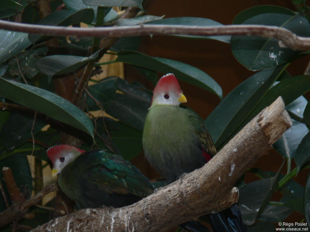 Touraco pauline, identification