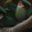Touraco pauline