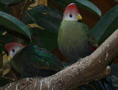 Red-crested Turaco