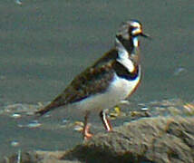 Ruddy Turnstone