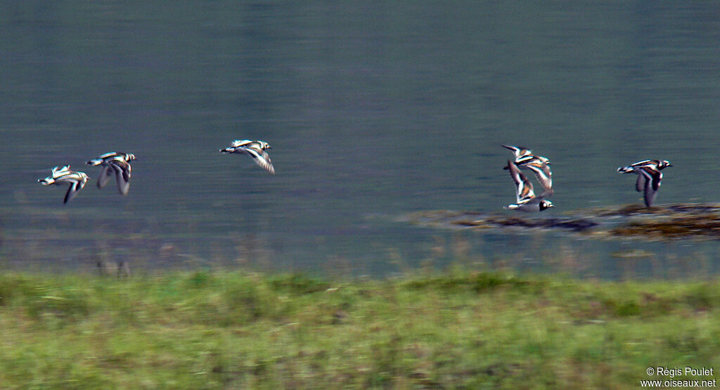 Ruddy Turnstone