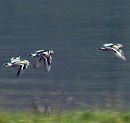 Ruddy Turnstone