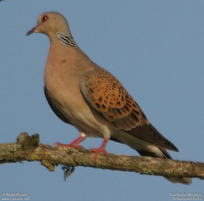 European Turtle Dove