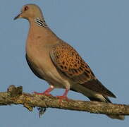 European Turtle Dove