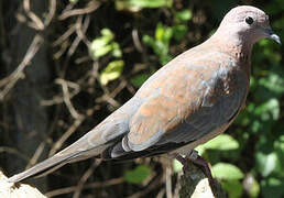 Laughing Dove