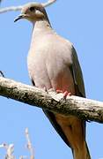 Eared Dove