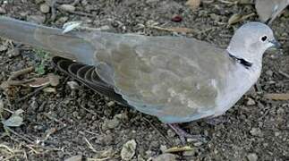 Eurasian Collared Dove