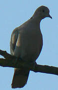 Eurasian Collared Dove