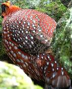 Temminck's Tragopan