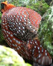 Tragopan de Temminck