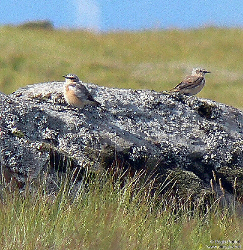 Northern Wheatear 