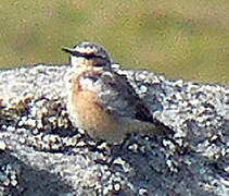 Northern Wheatear