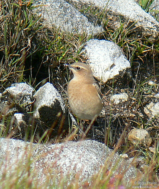 Northern Wheatear