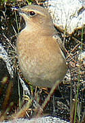 Northern Wheatear