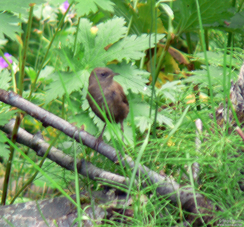 Eurasian Wren (islandicus)