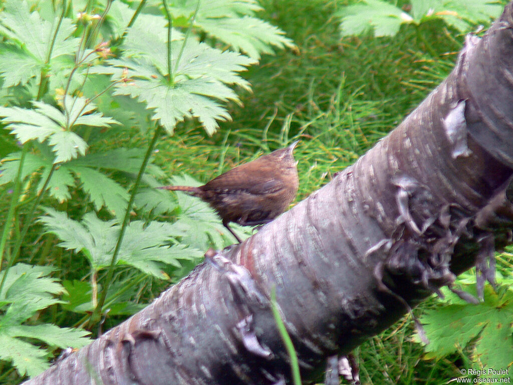 Eurasian Wren (islandicus)