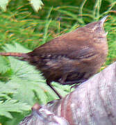 Eurasian Wren (islandicus)