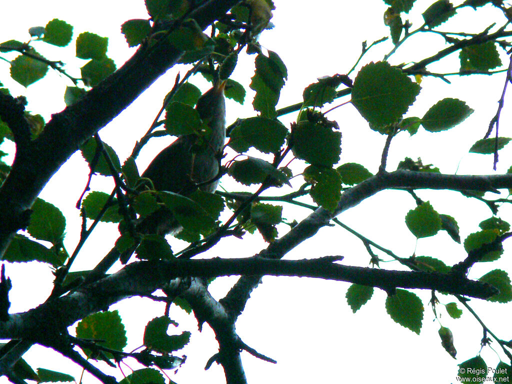 Eurasian Wren (islandicus)