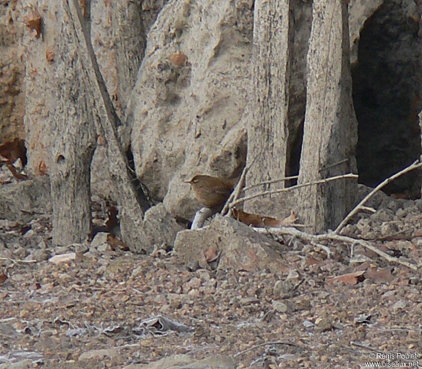 Eurasian Wrenadult