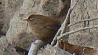 Eurasian Wren