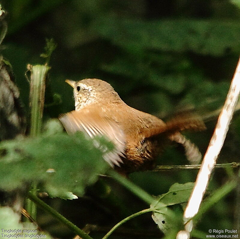 Eurasian Wrenjuvenile, Behaviour