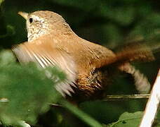 Eurasian Wren